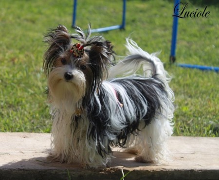 Luciole Noble Darling